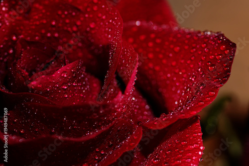 Macro Close Up of Red Rose Petals with Water Droplets. A stunning high-resolution macro shot of a deep red rose with fresh morning dew droplets on velvet petals against a dark background.
