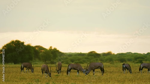 two gemsbok prepare for a fight in the arid landscape of South Africa.