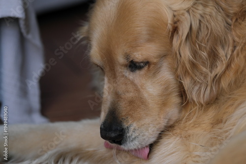 Gorgeous specimen of golden retriever dog. Relaxed in the garden he is cleaning a paw with his tongue.
