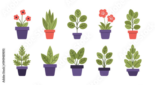 Collection of potted plants in a row with various leaf shapes and red flowers