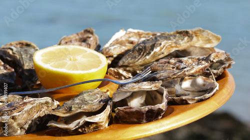 Close-up of 12 oysters on a tray with lemon fresh from the oyster farm