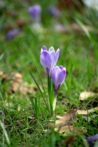 Crocus flowers spring flowers in Ireland