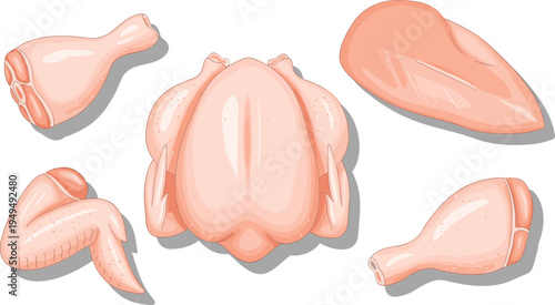 Raw chicken cuts vector set. Whole chicken, drumstick, wing and breast fillet collection. Fresh poultry meat butcher ingredients.