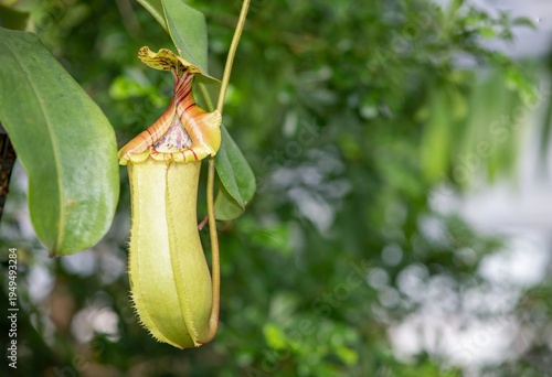 Close up of the pitcher on a monkey cups (nepenthes) plant
