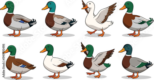 Mallard duck characters set vector illustration. Male and female ducks in different poses isolated waterfowl bird collection.