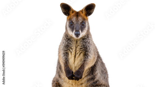 Tableau sur toile Brown and grey wallaby standing upright, looking directly at the camera, with pa