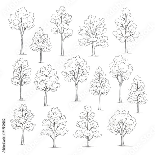 Classic Deciduous Tree Botanical Sketches, Hand Drawn Nature Element Set with Detailed Foliage and Slender Trunk Outlines Vector