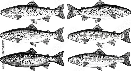 Salmon fish engraving vector set. Hand drawn salmon species in vintage sketch style. Detailed seafood fish illustration collection.