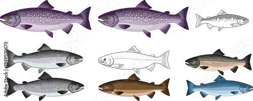 Salmon fish vector collection. Different salmon species and color variations isolated. Marine seafood fish illustration set.