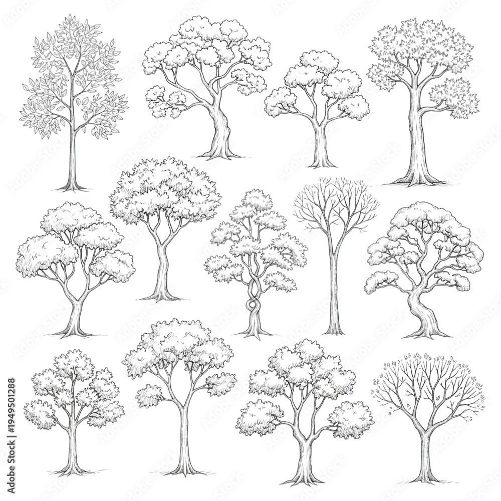 Fototapeta premium Detailed Foliage and Trunk Texture Sketches, Hand Drawn Botanical Tree Illustrations with Realistic Bark and Leaf Patterns Vector Set