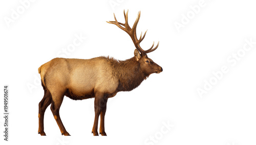 Tablou pe pânză Majestic adult bull elk with impressive antlers standing in profile, isolated on