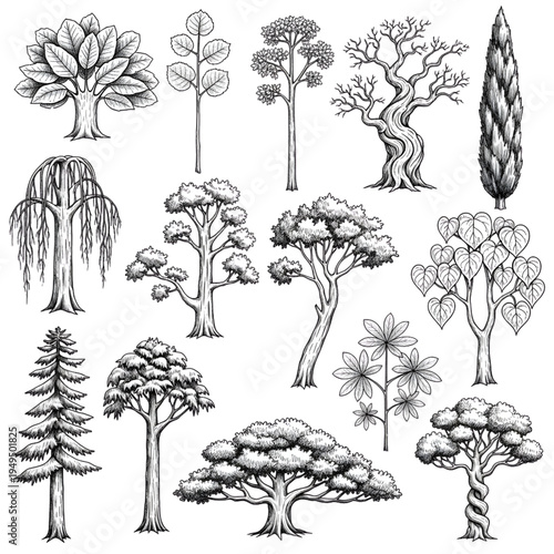 Specialized Tree Species and Botanical Line Art Collection, Hand Drawn Coniferous, Weeping Willow and Twisted Trunk Sketches Vector