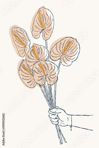 Anthurium flowers bouquet in hand botanical illustration vintage style