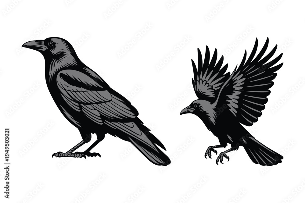 Fototapeta premium Two crows illustration: perched and flying black birds