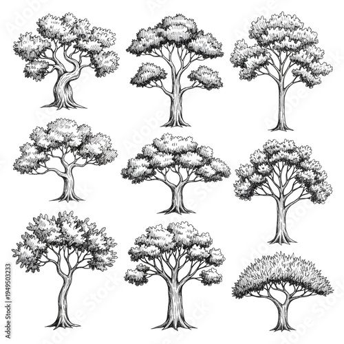Detailed Tree Sketches and Professional Botanical Line Art Set, Hand Drawn Deciduous and Evergreen Garden Elements, Realistic Foliage and Trunk Illustrations Vector