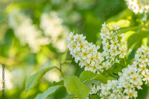 Beautiful fresh white and fragrant blooms of the bird cherry (Prunus padus) blossoming in Estonian nature in May