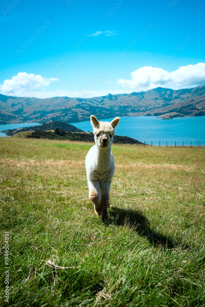 Fototapeta premium Alpacas on mountainside in New Zealand on the south island
