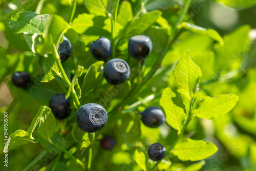 A close-up of edible and delicious wild blueberry, Vaccinium myrtillus growing in Estonian nature