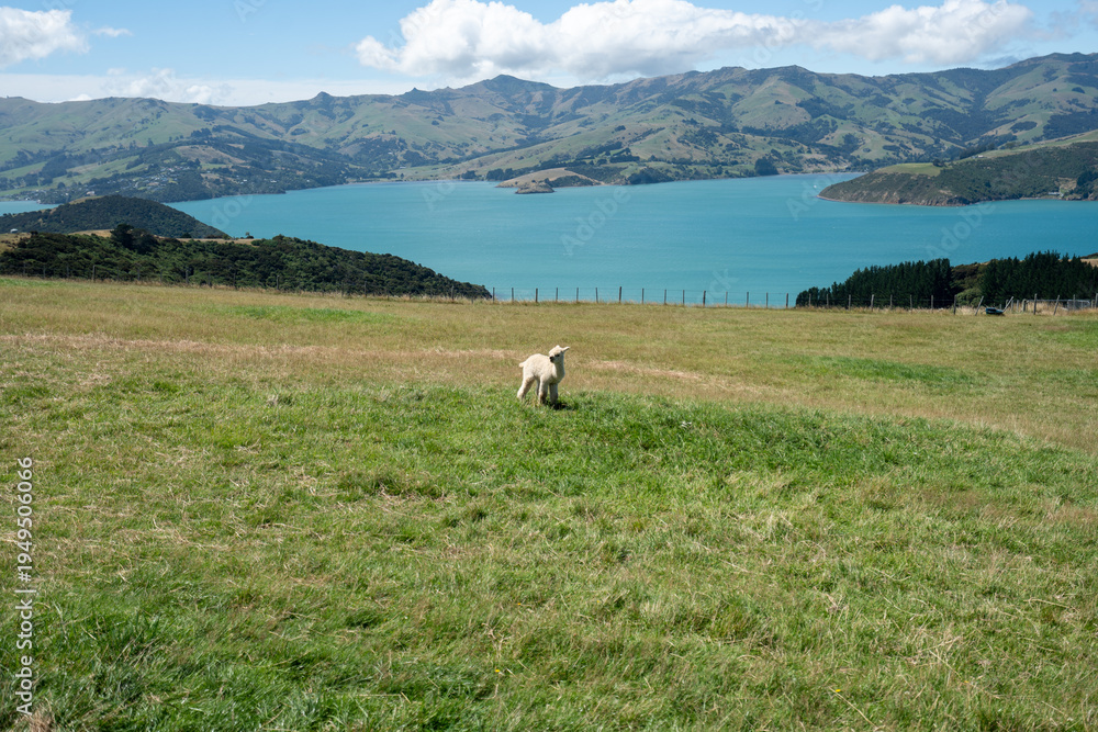 Fototapeta premium Alpacas on mountainside in New Zealand on the south island