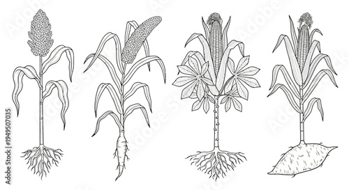 Sketch of Corn Plants with Roots in a Field Row and Evolving Growth.