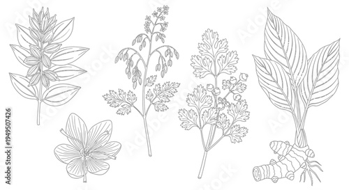 Delicate botanical leaf and flower sketches showing varied shapes and vein patterns in a graceful botanical study.