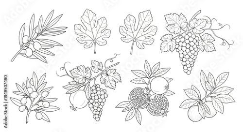 Vintage style line drawing of grape leaves and grape clusters for botanical illustration.