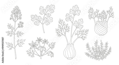 Sketches of Various Plant Bulbs and Leaves in Line Art.