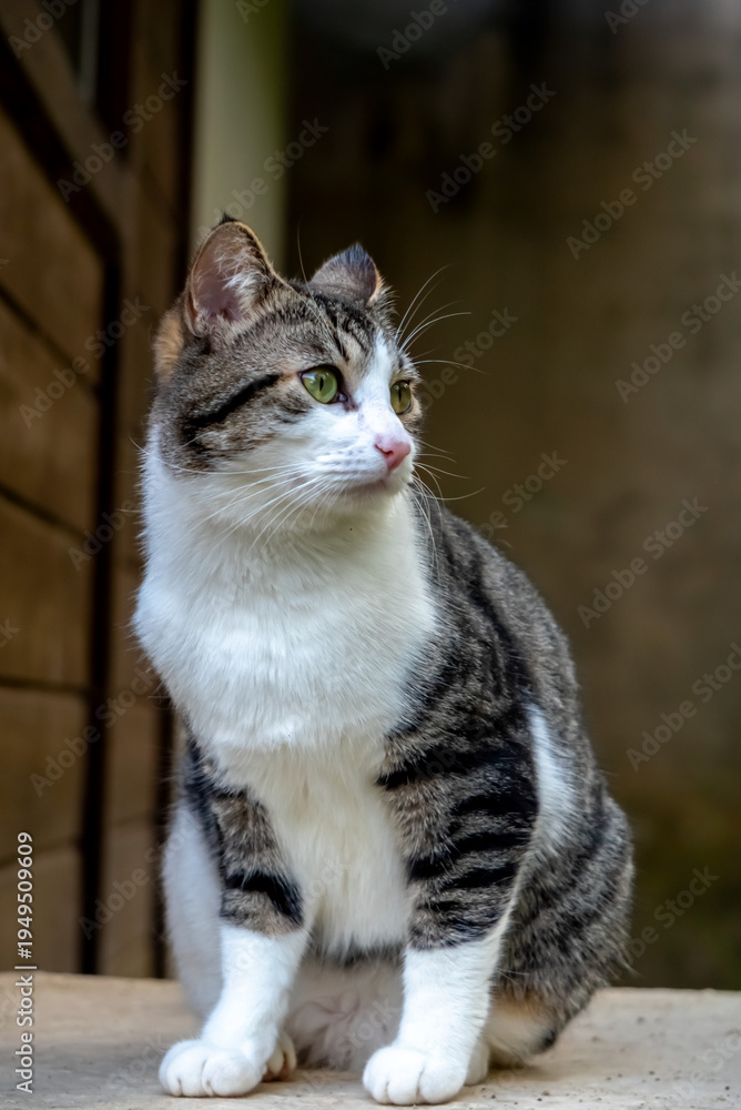 Obraz premium Bealtiful cat