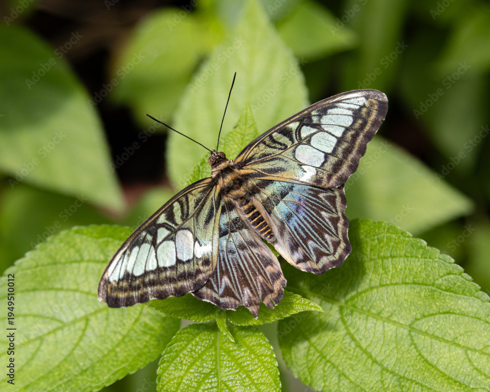 Fototapeta premium butterfly on green leaf