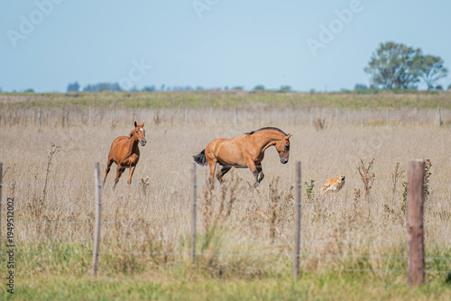 cABALLOS corriendo por el campo 