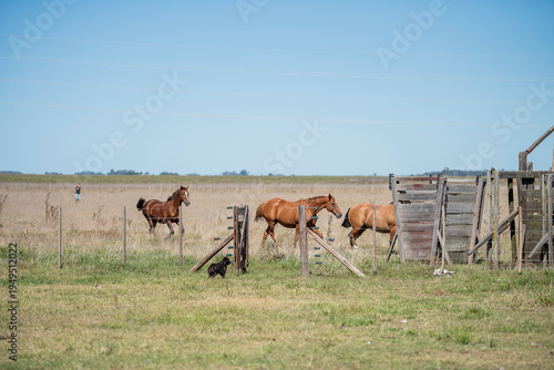 caballos entrando por la tranquera