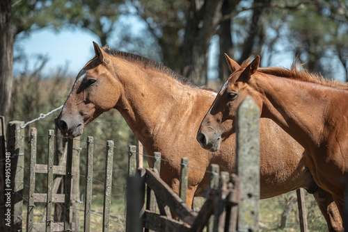 Caballos plano corto