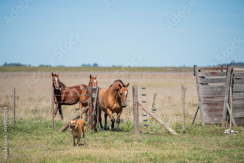 caballos entrando por la tranquera