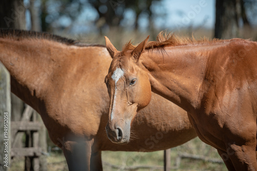 Caballos plano corto
