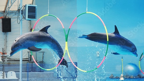 Canvastavla Playful dolphins leaping through vibrant hoops during marine performance along s