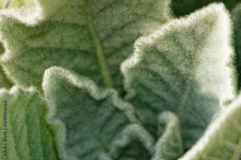 Fototapeta premium Extreme Macro of Hairy Silver-Green Plant Leaves. A detailed macro texture shot of the extremely hairy, silver-green foliage of a plant, emphasizing its unique natural surface.