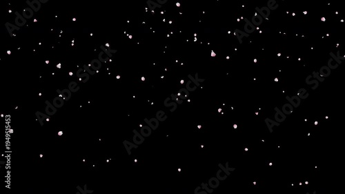 Romantic falling pink cherry blossom petals overlay on black background loop.  