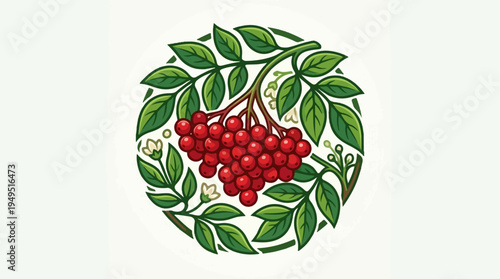 Vibrant red berries and green leaves in a circular botanical illustration.