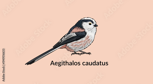 Detailed illustration of a longtailed tit bird Aegithalos caudatus showcasing its distinctive plumage and long tail.