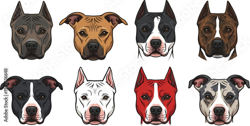 Collection of various colored Pit Bull Terrier dog faces showcasing different coat patterns and ear styles.