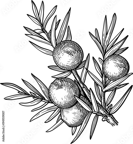 Botanical sketch shows juniper berries and needles. Hand-drawn detail captures texture and natural form. Ideal for herbal, health, or nature-themed projects. Vintage style evokes rustic, organic