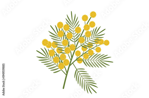 春を告げる鮮やかな黄色いミモザの枝と葉のボタニカルイラスト素材