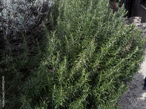 Fresh rosemary shrub growing in natural light, showing dense aromatic green needles and lush herbal texture in a garden setting.