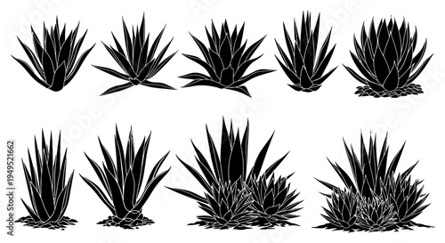 Set of Black and White Agave Plant Silhouettes, Vector Illustrations