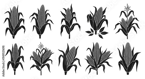 Set of Black and White Corn Cob Illustrations, Isolated on White Background