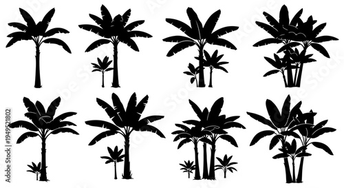 Set of Black Silhouettes of Palm Trees and Banana Trees on White Background
