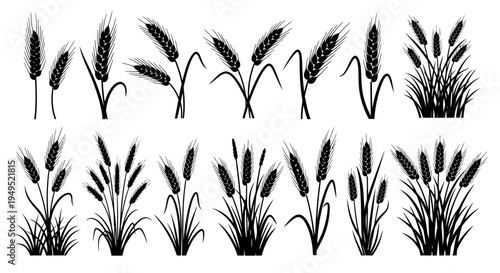 Set of black silhouettes of wheat ears and stalks on a white background