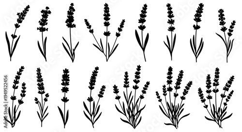 Set of Lavender Sprigs and Bunches, Black Silhouette on White Background