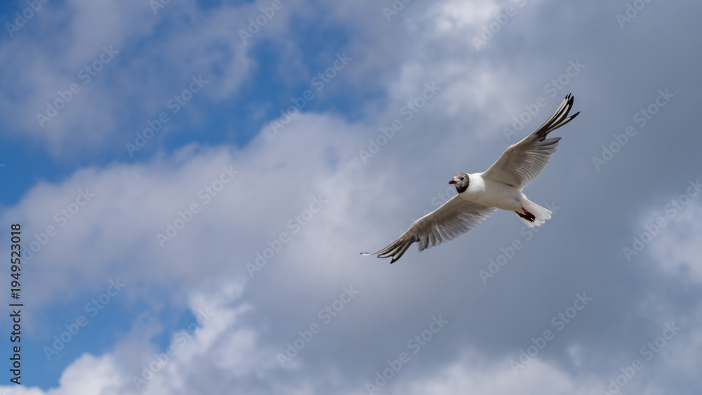 Fototapeta premium Flying seagull in summer in France