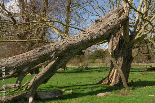 Fallen tree in a grassy field 